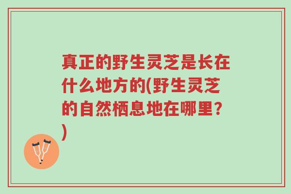 真正的野生灵芝是长在什么地方的(野生灵芝的自然栖息地在哪里？)-第1张图片-超越