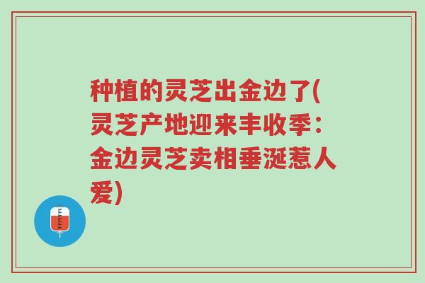 种植的灵芝出金边了(灵芝产地迎来丰收季:金边灵芝卖相垂涎惹人爱)-第1张图片-超越 种植的灵芝出金边了(灵芝产地迎来丰收季:金边灵芝卖相垂涎惹人爱)-第1张图片-超越