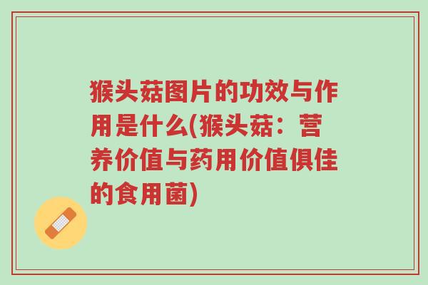猴头菇图片的功效与作用是什么(猴头菇:营养价值与药用价值俱佳的食用菌)-第1张图片-超越 猴头菇图片的功效与作用是什么(猴头菇:营养价值与药用价值俱佳的食用菌)-第1张图片-超越