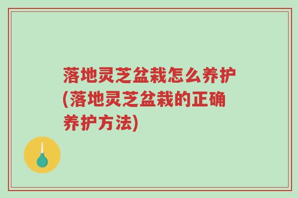 落地灵芝盆栽怎么养护(落地灵芝盆栽的正确养护方法)-第1张图片-超越 落地灵芝盆栽怎么养护(落地灵芝盆栽的正确养护方法)-第1张图片-超越