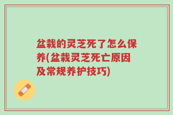 盆栽的灵芝死了怎么保养(盆栽灵芝死亡原因及常规养护技巧)-第1张图片-超越 盆栽的灵芝死了怎么保养(盆栽灵芝死亡原因及常规养护技巧)-第1张图片-超越
