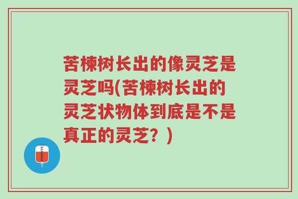 苦楝树长出的像灵芝是灵芝吗(苦楝树长出的灵芝状物体到底是不是真正的灵芝?)-第1张图片-超越 苦楝树长出的像灵芝是灵芝吗(苦楝树长出的灵芝状物体到底是不是真正的灵芝?)-第1张图片-超越