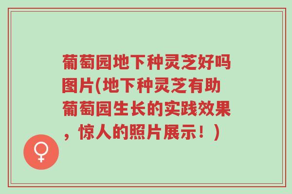 葡萄园地下种灵芝好吗图片(地下种灵芝有助葡萄园生长的实践效果,惊人的照片展示!)-第1张图片-超越 葡萄园地下种灵芝好吗图片(地下种灵芝有助葡萄园生长的实践效果,惊人的照片展示!)-第1张图片-超越