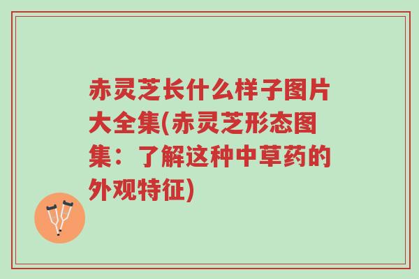 赤灵芝长什么样子图片大全集(赤灵芝形态图集:了解这种中草药的外观特征)-第1张图片-超越 赤灵芝长什么样子图片大全集(赤灵芝形态图集:了解这种中草药的外观特征)-第1张图片-超越