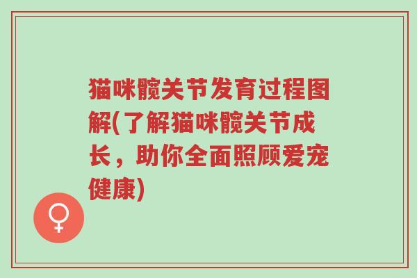 猫咪髋关节发育过程图解(了解猫咪髋关节成长,助你全面照顾爱宠健康)-第1张图片-超越 猫咪髋关节发育过程图解(了解猫咪髋关节成长,助你全面照顾爱宠健康)-第1张图片-超越