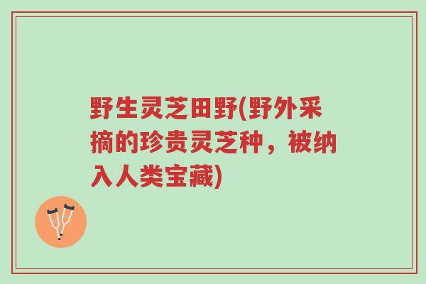 野生灵芝田野(野外采摘的珍贵灵芝种,被纳入人类宝藏)-第1张图片-超越 野生灵芝田野(野外采摘的珍贵灵芝种,被纳入人类宝藏)-第1张图片-超越