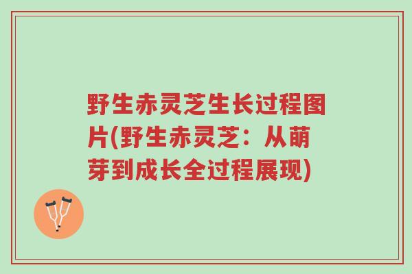 野生赤灵芝生长过程图片(野生赤灵芝:从萌芽到成长全过程展现)-第1张图片-超越 野生赤灵芝生长过程图片(野生赤灵芝:从萌芽到成长全过程展现)-第1张图片-超越