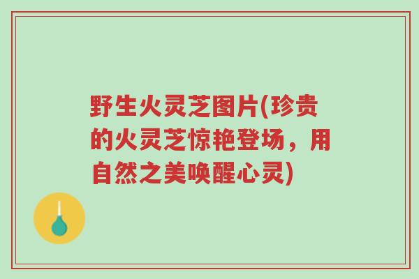 野生火灵芝图片(珍贵的火灵芝惊艳登场,用自然之美唤醒心灵)-第1张图片-超越 野生火灵芝图片(珍贵的火灵芝惊艳登场,用自然之美唤醒心灵)-第1张图片-超越