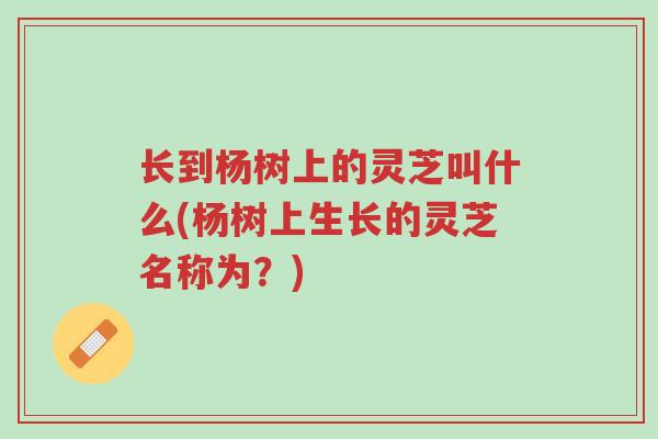长到杨树上的灵芝叫什么(杨树上生长的灵芝名称为？)-第1张图片-超越