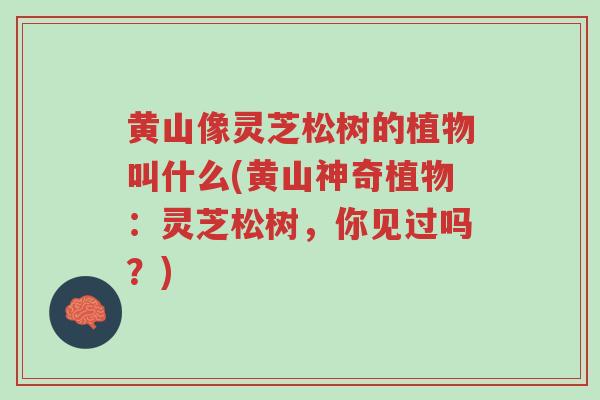 黄山像灵芝松树的植物叫什么(黄山神奇植物:灵芝松树,你见过吗?)-第1张图片-超越 黄山像灵芝松树的植物叫什么(黄山神奇植物:灵芝松树,你见过吗?)-第1张图片-超越