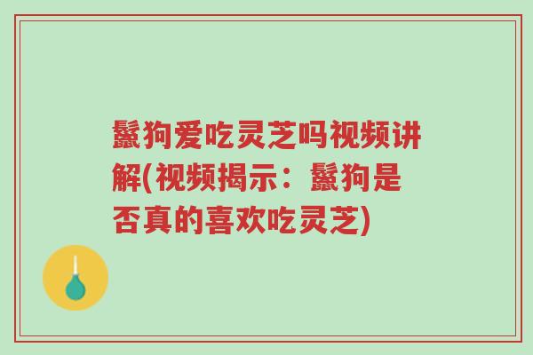 鬣狗爱吃灵芝吗视频讲解(视频揭示：鬣狗是否真的喜欢吃灵芝)-第1张图片-超越