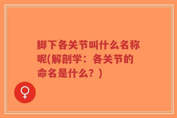 脚下各关节叫什么名称呢(解剖学:各关节的命名是什么?)-第1张图片-超越 脚下各关节叫什么名称呢(解剖学:各关节的命名是什么?)-第1张图片-超越