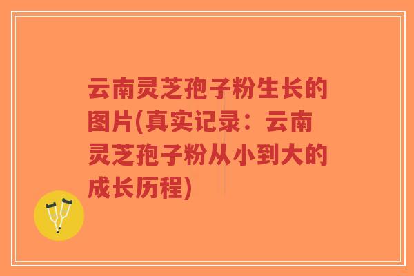 云南灵芝孢子粉生长的图片(真实记录:云南灵芝孢子粉从小到大的成长历程)-第1张图片-超越 云南灵芝孢子粉生长的图片(真实记录:云南灵芝孢子粉从小到大的成长历程)-第1张图片-超越
