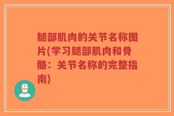 腿部肌肉的关节名称图片(学习腿部肌肉和骨骼:关节名称的完整指南)-第1张图片-超越 腿部肌肉的关节名称图片(学习腿部肌肉和骨骼:关节名称的完整指南)-第1张图片-超越