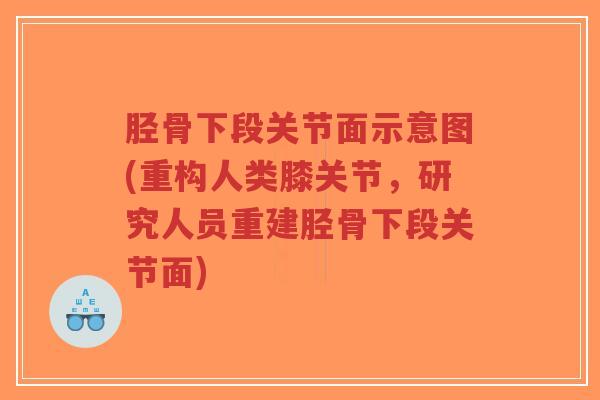 胫骨下段关节面示意图(重构人类膝关节,研究人员重建胫骨下段关节面)-第1张图片-超越 胫骨下段关节面示意图(重构人类膝关节,研究人员重建胫骨下段关节面)-第1张图片-超越