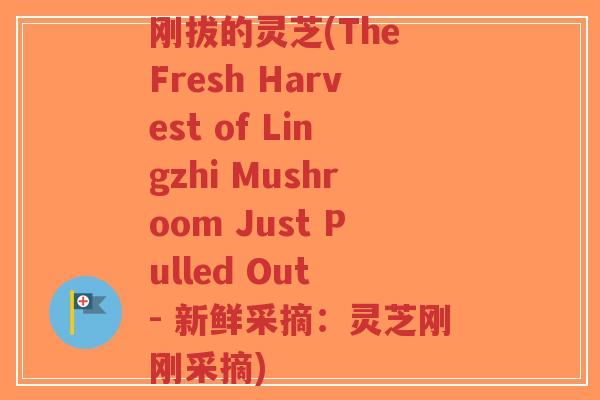 刚拔的灵芝(The Fresh Harvest of Lingzhi Mushroom Just Pulled Out - 新鲜采摘:灵芝刚刚采摘)-第1张图片-超越 刚拔的灵芝(The Fresh Harvest of Lingzhi Mushroom Just Pulled Out - 新鲜采摘:灵芝刚刚采摘)-第1张图片-超越