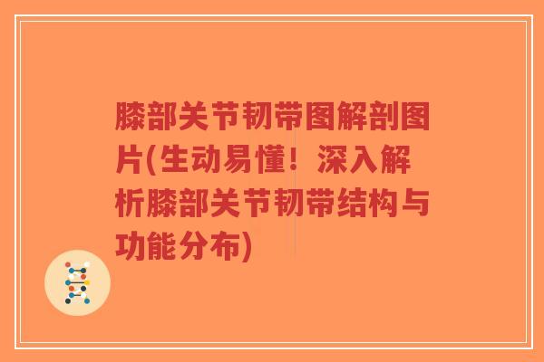 膝部关节韧带图解剖图片(生动易懂!深入解析膝部关节韧带结构与功能分布)-第1张图片-超越 膝部关节韧带图解剖图片(生动易懂!深入解析膝部关节韧带结构与功能分布)-第1张图片-超越