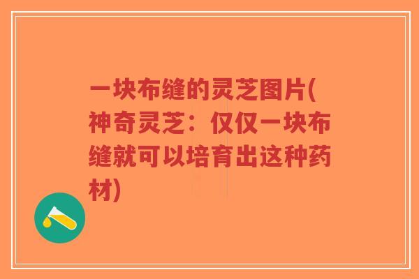 一块布缝的灵芝图片(神奇灵芝:仅仅一块布缝就可以培育出这种药材)-第1张图片-超越 一块布缝的灵芝图片(神奇灵芝:仅仅一块布缝就可以培育出这种药材)-第1张图片-超越