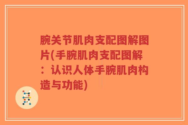 腕关节肌肉支配图解图片(手腕肌肉支配图解:认识人体手腕肌肉构造与功能)-第1张图片-超越 腕关节肌肉支配图解图片(手腕肌肉支配图解:认识人体手腕肌肉构造与功能)-第1张图片-超越