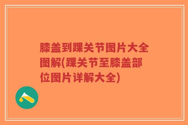 膝盖到踝关节图片大全图解(踝关节至膝盖部位图片详解大全)-第1张图片-超越 膝盖到踝关节图片大全图解(踝关节至膝盖部位图片详解大全)-第1张图片-超越