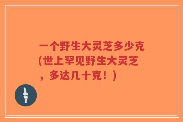一个野生大灵芝多少克(世上罕见野生大灵芝,多达几十克!)-第1张图片-超越 一个野生大灵芝多少克(世上罕见野生大灵芝,多达几十克!)-第1张图片-超越