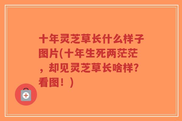 十年灵芝草长什么样子图片(十年生死两茫茫,却见灵芝草长啥样?看图!)-第1张图片-超越 十年灵芝草长什么样子图片(十年生死两茫茫,却见灵芝草长啥样?看图!)-第1张图片-超越