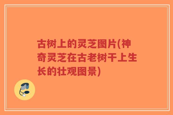古树上的灵芝图片(神奇灵芝在古老树干上生长的壮观图景)-第1张图片-超越 古树上的灵芝图片(神奇灵芝在古老树干上生长的壮观图景)-第1张图片-超越