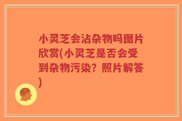 小灵芝会沾杂物吗图片欣赏(小灵芝是否会受到杂物污染?照片解答)-第1张图片-超越 小灵芝会沾杂物吗图片欣赏(小灵芝是否会受到杂物污染?照片解答)-第1张图片-超越