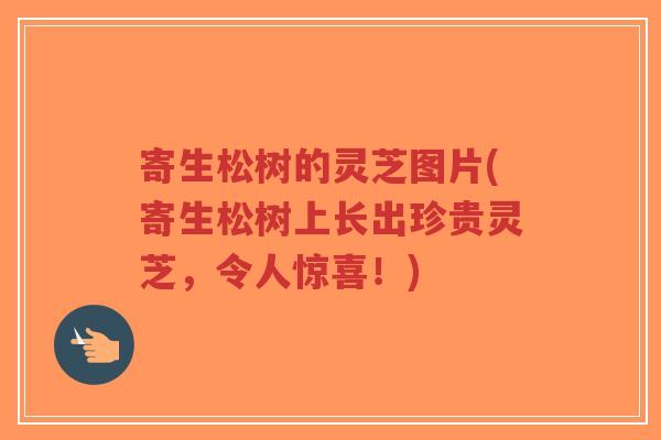 寄生松树的灵芝图片(寄生松树上长出珍贵灵芝,令人惊喜!)-第1张图片-超越 寄生松树的灵芝图片(寄生松树上长出珍贵灵芝,令人惊喜!)-第1张图片-超越