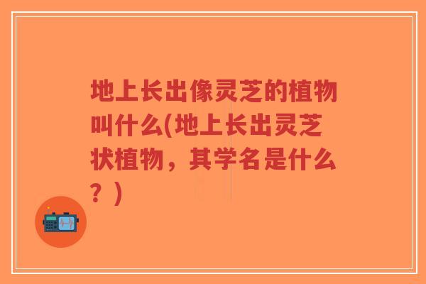 地上长出像灵芝的植物叫什么(地上长出灵芝状植物,其学名是什么?)-第1张图片-超越 地上长出像灵芝的植物叫什么(地上长出灵芝状植物,其学名是什么?)-第1张图片-超越