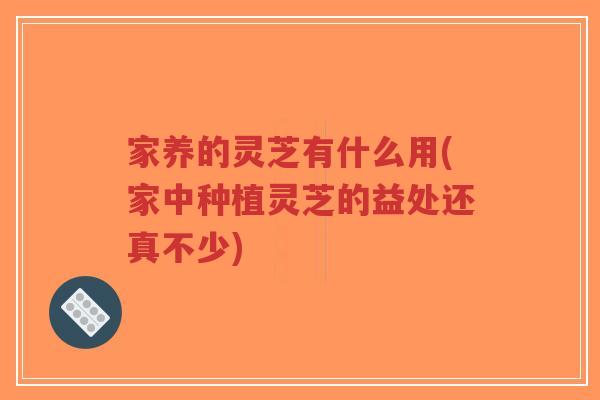 家养的灵芝有什么用(家中种植灵芝的益处还真不少)-第1张图片-超越 家养的灵芝有什么用(家中种植灵芝的益处还真不少)-第1张图片-超越