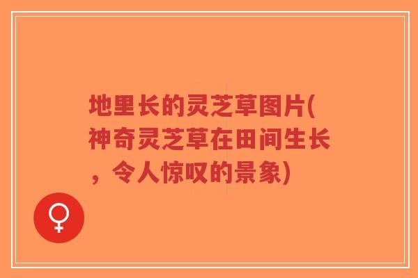 地里长的灵芝草图片(神奇灵芝草在田间生长,令人惊叹的景象)-第1张图片-超越 地里长的灵芝草图片(神奇灵芝草在田间生长,令人惊叹的景象)-第1张图片-超越