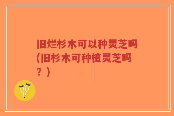 旧烂杉木可以种灵芝吗(旧杉木可种植灵芝吗?)-第1张图片-超越 旧烂杉木可以种灵芝吗(旧杉木可种植灵芝吗?)-第1张图片-超越