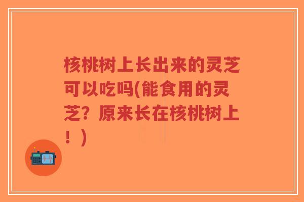 核桃树上长出来的灵芝可以吃吗(能食用的灵芝?原来长在核桃树上!)-第1张图片-超越 核桃树上长出来的灵芝可以吃吗(能食用的灵芝?原来长在核桃树上!)-第1张图片-超越