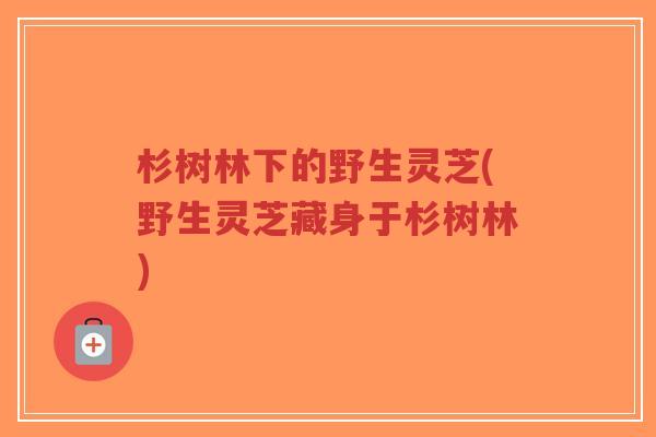 杉树林下的野生灵芝(野生灵芝藏身于杉树林)-第1张图片-超越 杉树林下的野生灵芝(野生灵芝藏身于杉树林)-第1张图片-超越