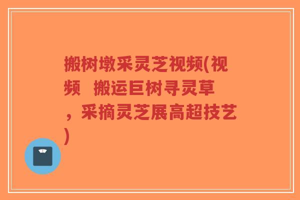 搬树墩采灵芝视频(视频 搬运巨树寻灵草,采摘灵芝展高超技艺)-第1张图片-超越 搬树墩采灵芝视频(视频 搬运巨树寻灵草,采摘灵芝展高超技艺)-第1张图片-超越