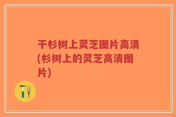 干杉树上灵芝图片高清(杉树上的灵芝高清图片)-第1张图片-超越