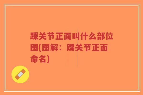 踝关节正面叫什么部位图(图解:踝关节正面命名)-第1张图片-超越 踝关节正面叫什么部位图(图解:踝关节正面命名)-第1张图片-超越