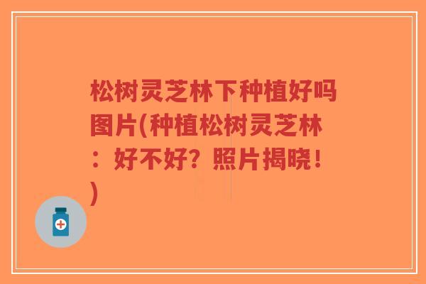 松树灵芝林下种植好吗图片(种植松树灵芝林:好不好?照片揭晓!)-第1张图片-超越 松树灵芝林下种植好吗图片(种植松树灵芝林:好不好?照片揭晓!)-第1张图片-超越