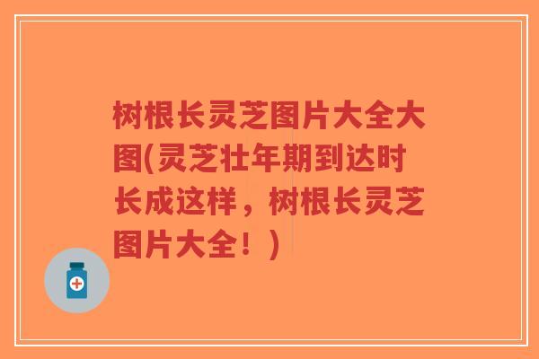 树根长灵芝图片大全大图(灵芝壮年期到达时长成这样,树根长灵芝图片大全!)-第1张图片-超越 树根长灵芝图片大全大图(灵芝壮年期到达时长成这样,树根长灵芝图片大全!)-第1张图片-超越