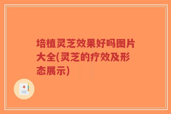 培植灵芝效果好吗图片大全(灵芝的疗效及形态展示)-第1张图片-超越