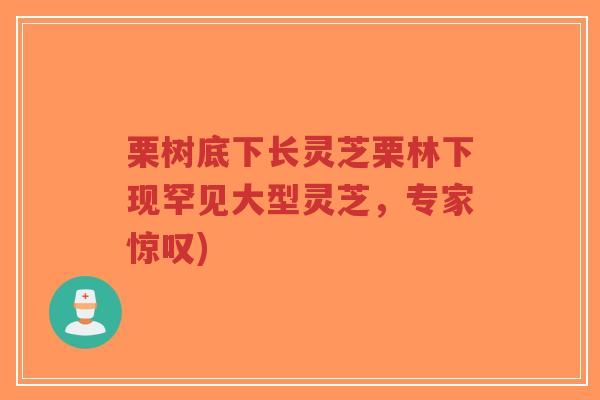 栗树底下长灵芝栗林下现罕见大型灵芝,专家惊叹)-第1张图片-超越 栗树底下长灵芝栗林下现罕见大型灵芝,专家惊叹)-第1张图片-超越