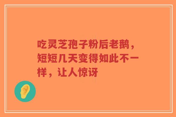 吃灵芝孢子粉后老鹅,短短几天变得如此不一样,让人惊讶-第1张图片-超越 吃灵芝孢子粉后老鹅,短短几天变得如此不一样,让人惊讶-第1张图片-超越